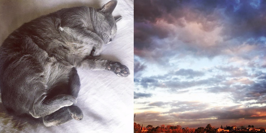 sleeping cats